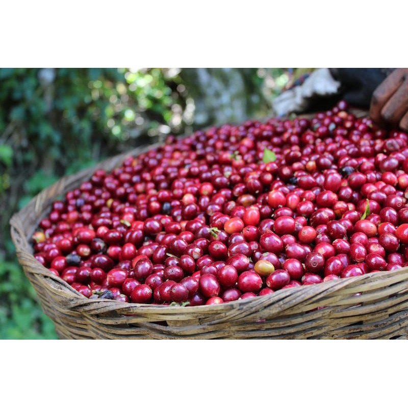 

Kopi Lampung Cery 500 gram unggul Buah Super #Koffe #Cherry #Unggul #Farmer