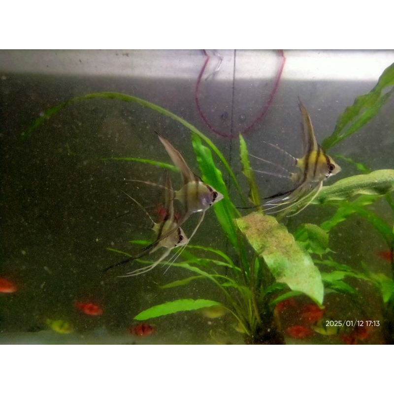 manfish pinoy slayer, kecil, -+4cm.  ikan hias air tawar aquarium aquascape aquatic kolam