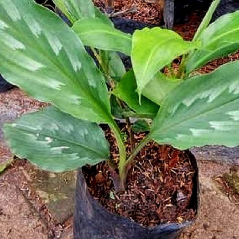 bibit temu putih/kunyit putih asli siap budidaya herbal langka banyak manfaat(5 bonus 1)