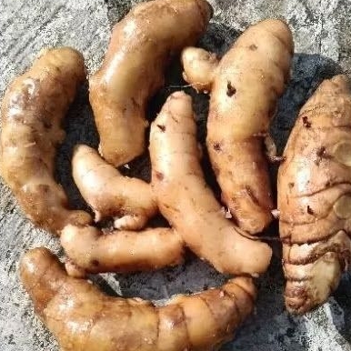 

Kunyit Putih Alami. Meningkatkan Kekebalan Tubuh Dengan hasil yang maksimal