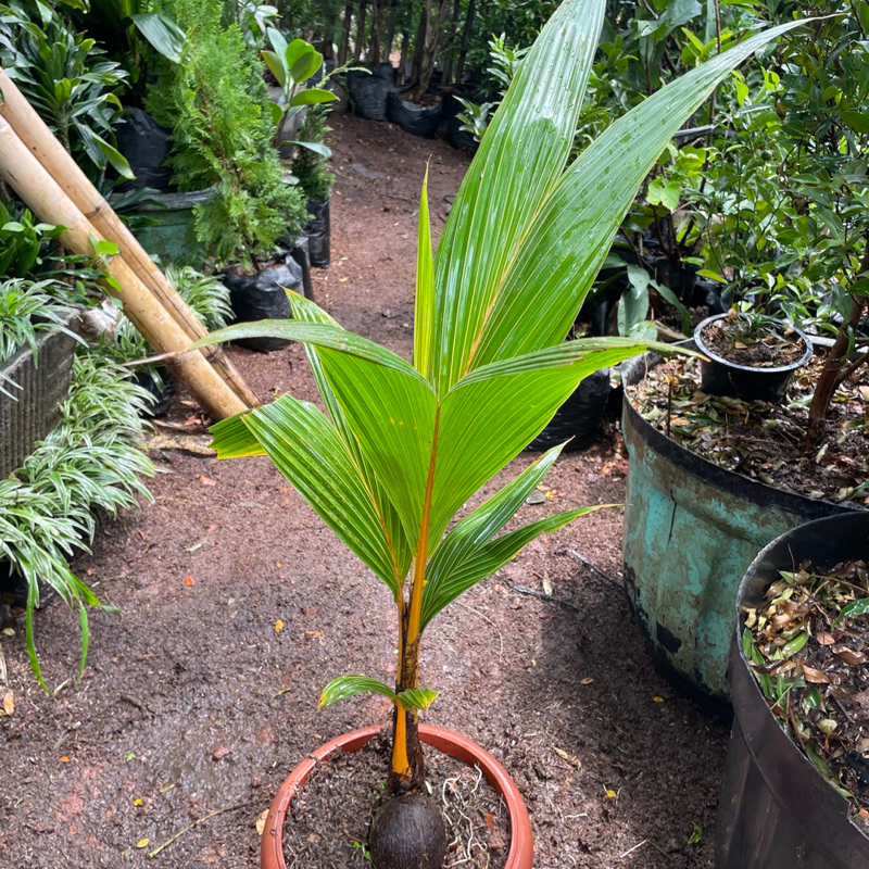 tanaman hias bonsai kelapa gading // bonsai kelapa gading