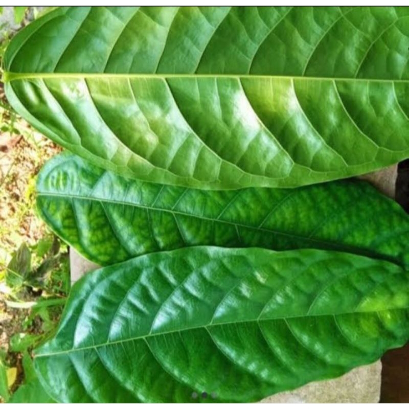 

Daun hantap segar petik langsung 250 gram