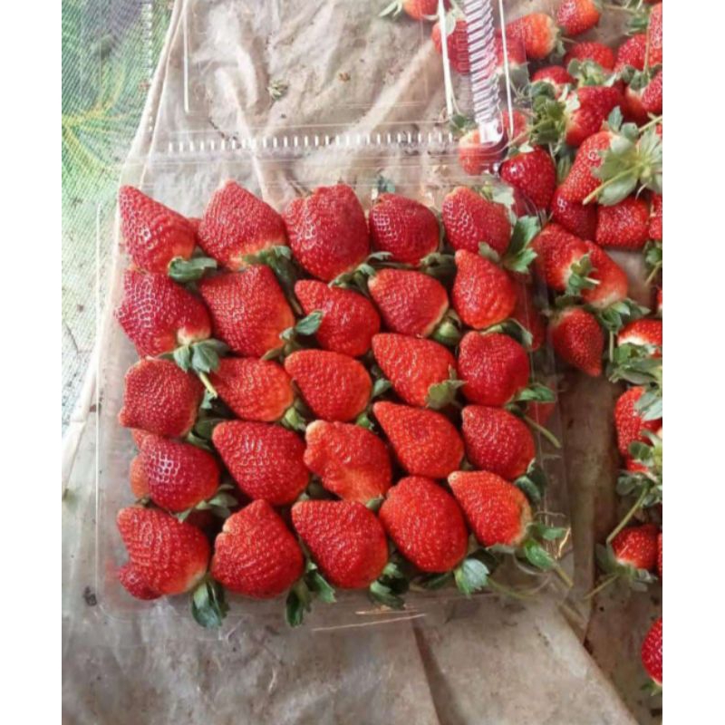 

TERMURAH STRAWBERRY FRESH GRADE JUMBO A 1kg