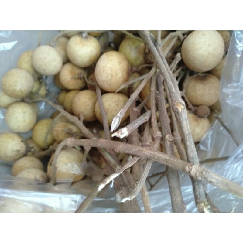 

BUAH KELENGKELENG LENGKENG manis segar