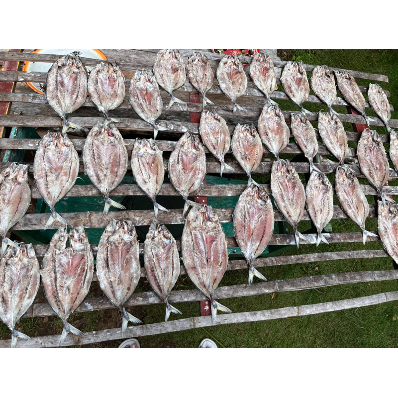 

IKAN GARAM 1KG / IKAN ASIN MALALUGIS / IKAN MALALUGIS GARAM / IKAN TALANG GARAM / IKAN LAYANG GARAM