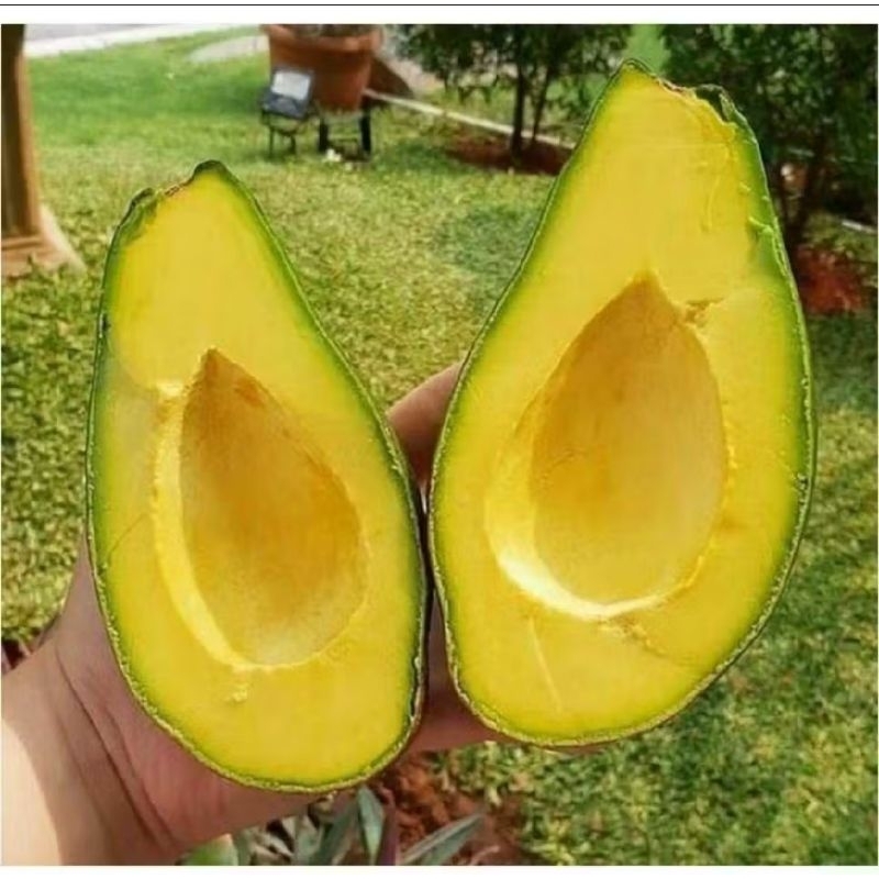 

Alpukat mentega kualitas super premium 19rb/kg