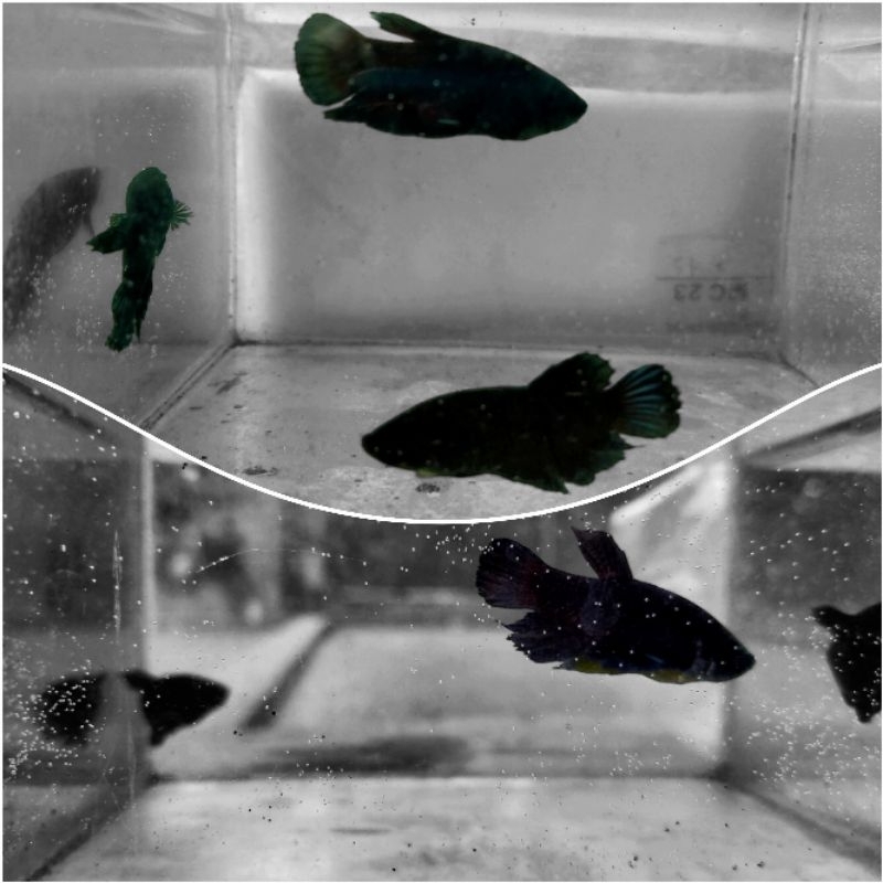 cupang / beta plakat ( Black King ) full black              hiasan aquarium,dekorasi rumah,hiburan a