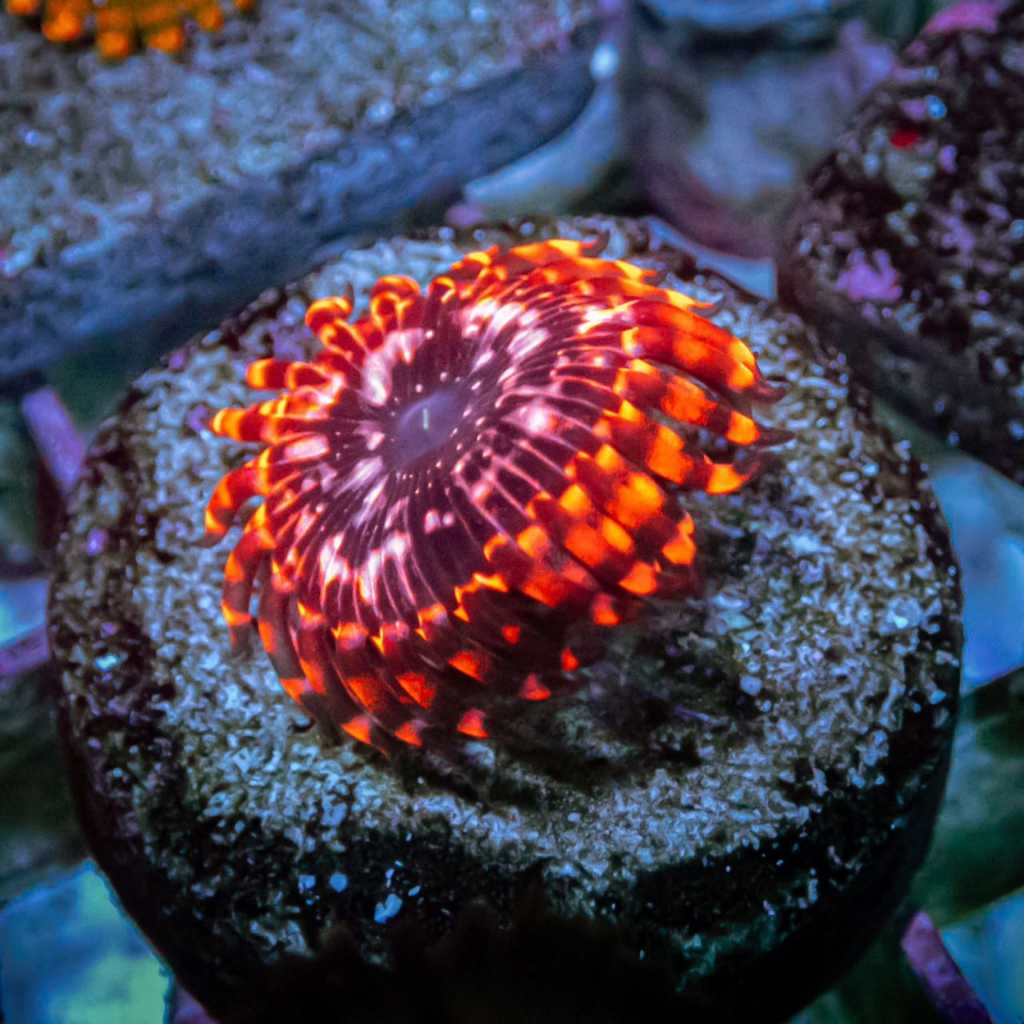 Zoanthid Utter Chaos Zoa frag