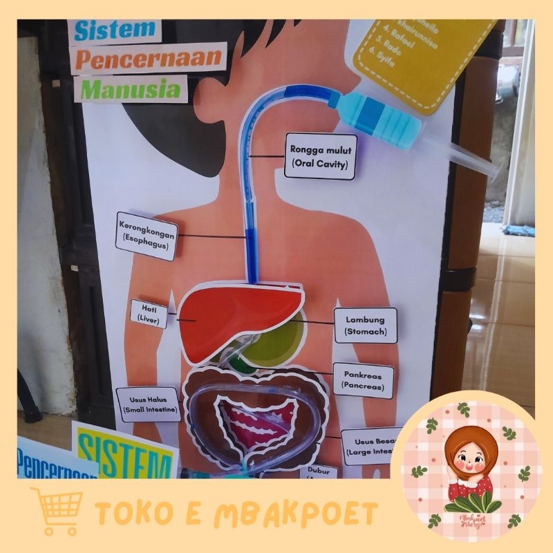 

Alat peraga sistem pencernaan manusia by mbakpoet