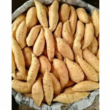 

Ubi Pacet Premium | Ubi Premium Khas Pacet | Ketela Pacet | Ubi Asli Hasil Panen dari Petani Pacet Mojokerto