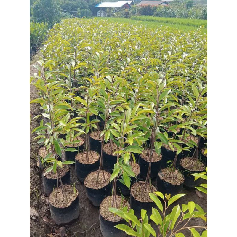 Bibit~durian bawor kaki 3 okulasi asli
