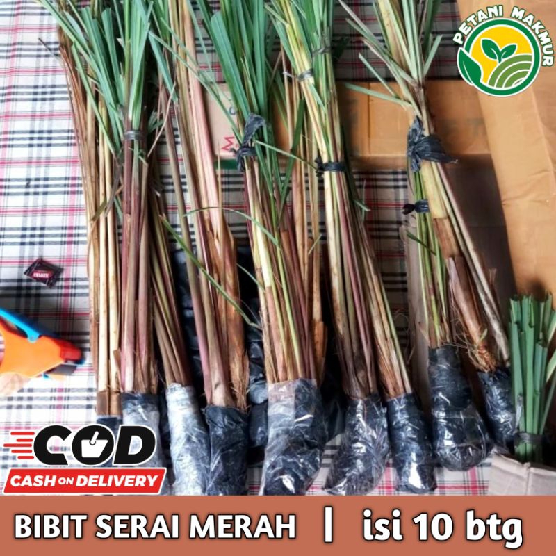 Bibit Serai Merah Pilihan isi 10 Batang / Serai Wulung Serai Wangi