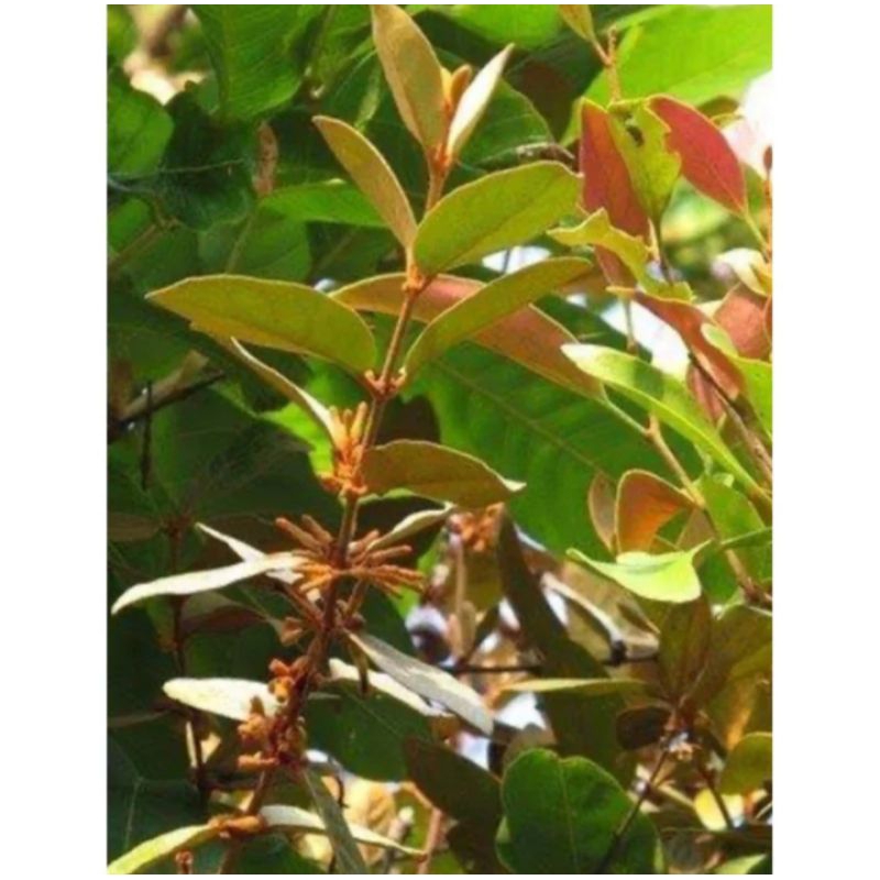 

Benalu jeruk nipis segar 500 gram petik langsung