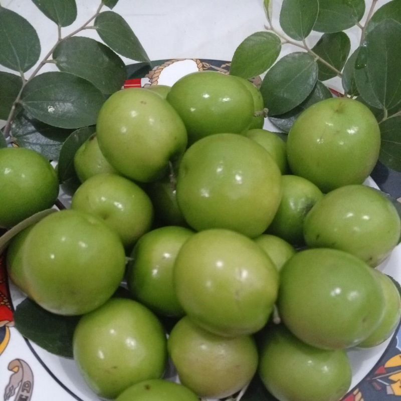 

BUAH BIDARA SEGAR 100 GRAM