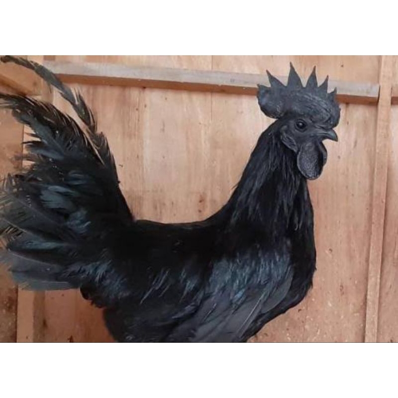 Ayam cemani dewasa hidup