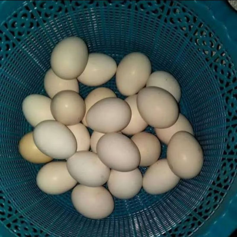 

telur ayam kampung fertil bisa ditetaskan