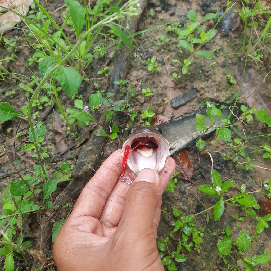 

MATA KAIL IKAN GABUS BUATAN TANGAN