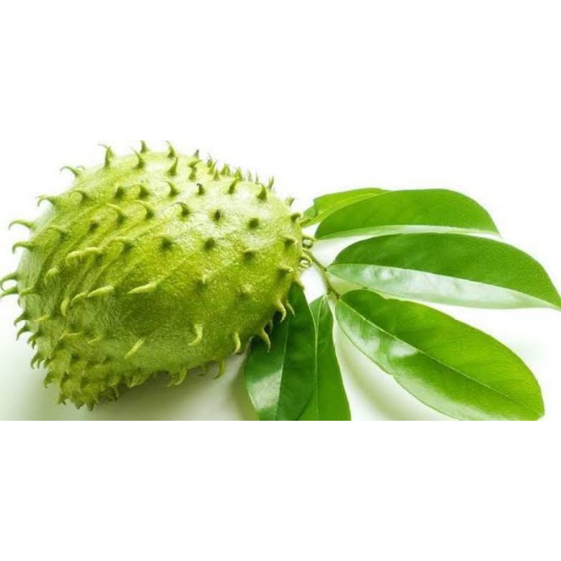 

daun Sirsak Segar 100 gram - Daun Herbal Berkhasiat