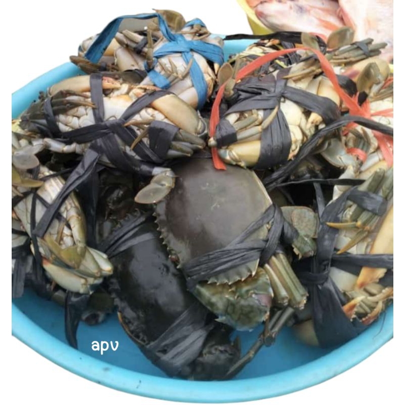 

kepiting segar fresh 1 kg
