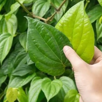 

Terbaik Daun Sirih segar Langsung di petik Dari kebun Alami Di petik ketika ada yg order