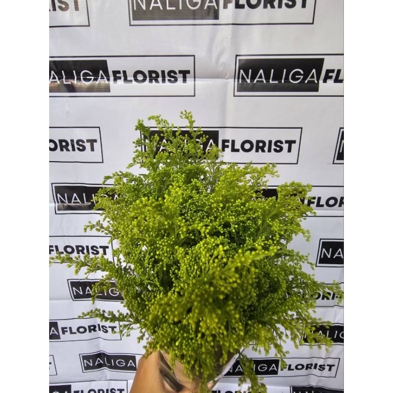 Daun Salidago Lokal Segar ( Dekorasi Bunga )