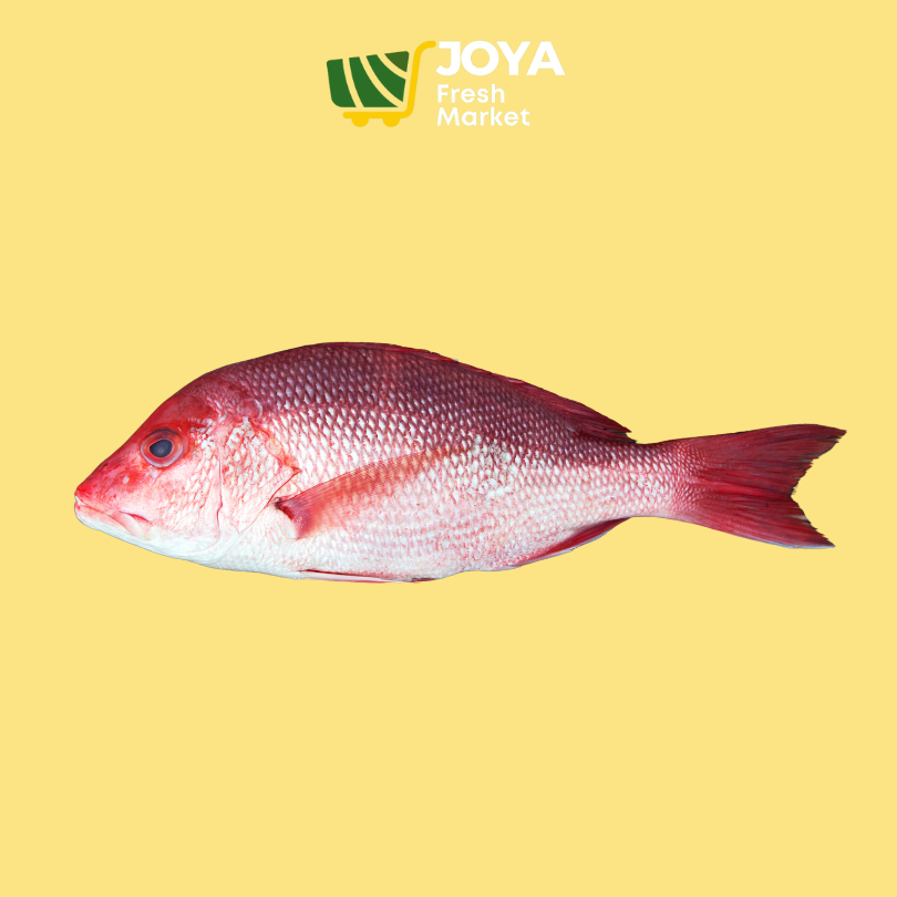 

Joya Fresh - Ikan Kakap Merah Segar/Seafood Segar/Ikan Kakap Merah Fresh 1 kg