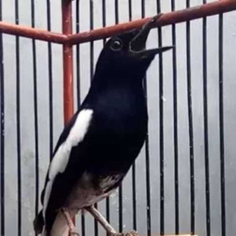 KACER DAHIT Dada hitam rawatan