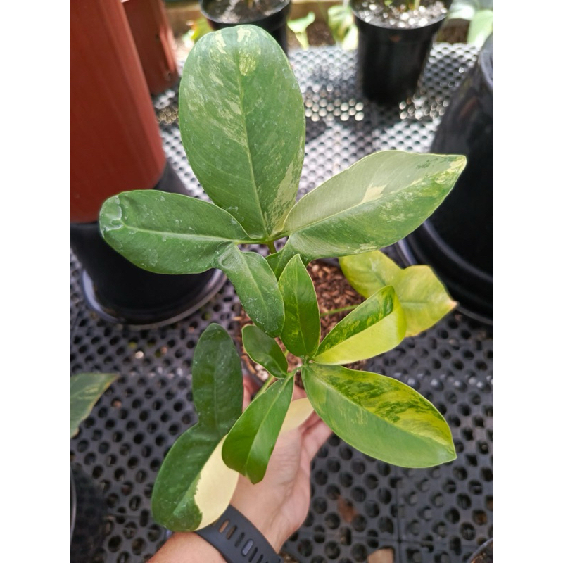 thaumathophyllum Goeldii Variegata