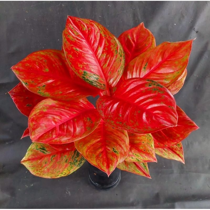 Tanaman Hias Hidup - Aglonema Ratu Shima - Tanaman Hias Aglonema Merah Murah - Bibit Aglonema - Tana