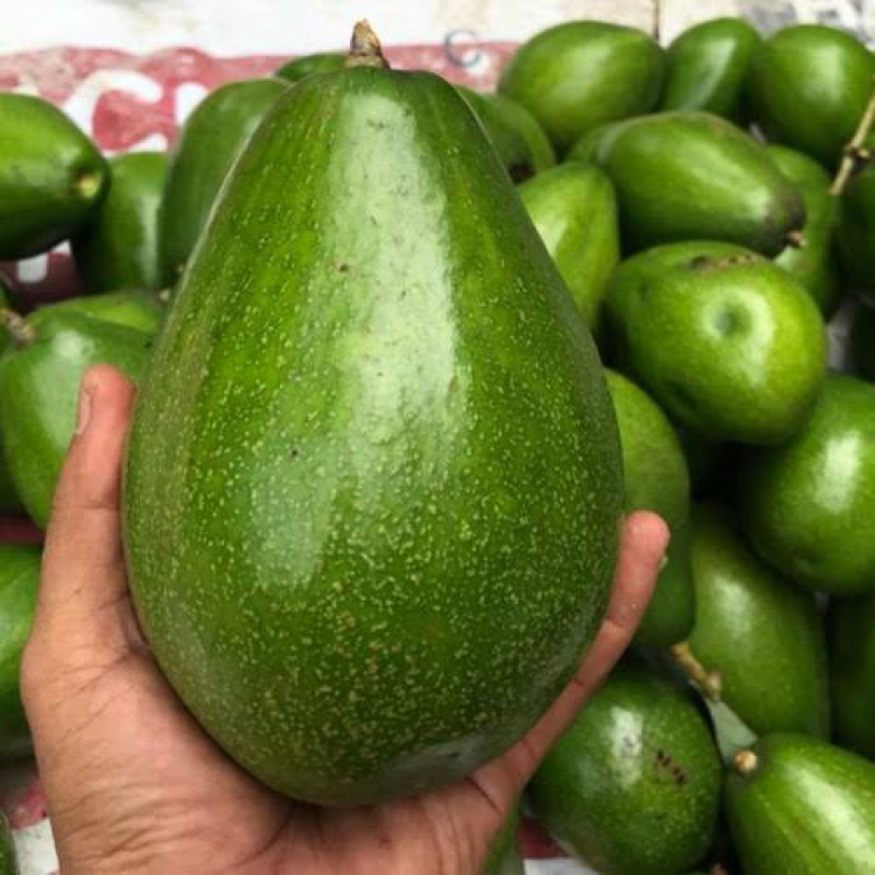 

ALPUKAT MENTEGA 1kg ISI 2-3 BUAH