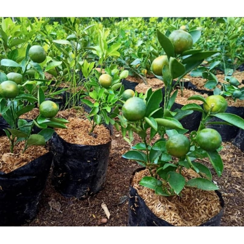 

Bibit Jeruk Santang Madu