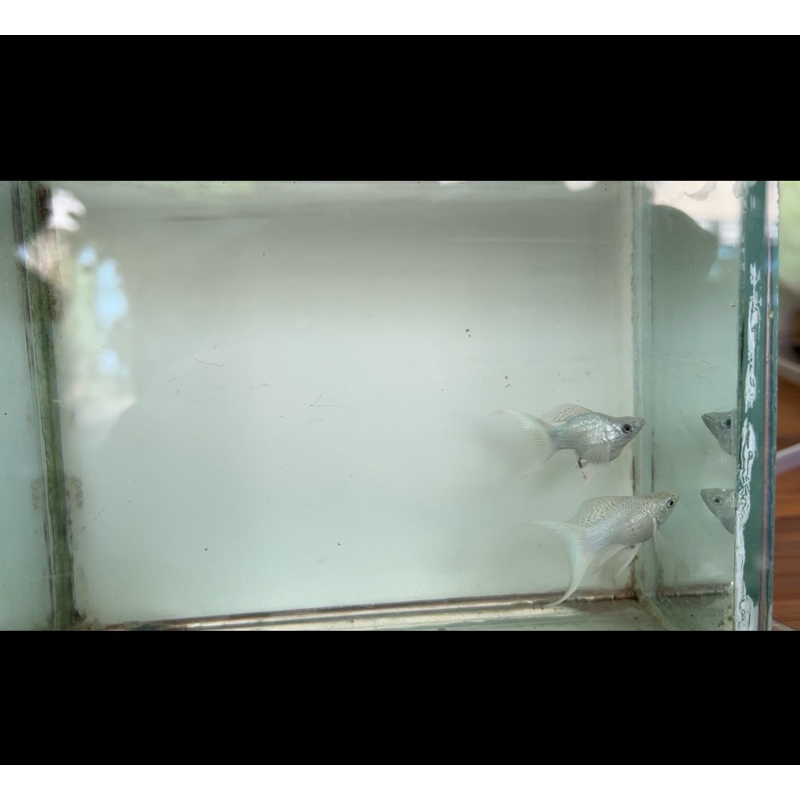 molly white platinum balon cawang