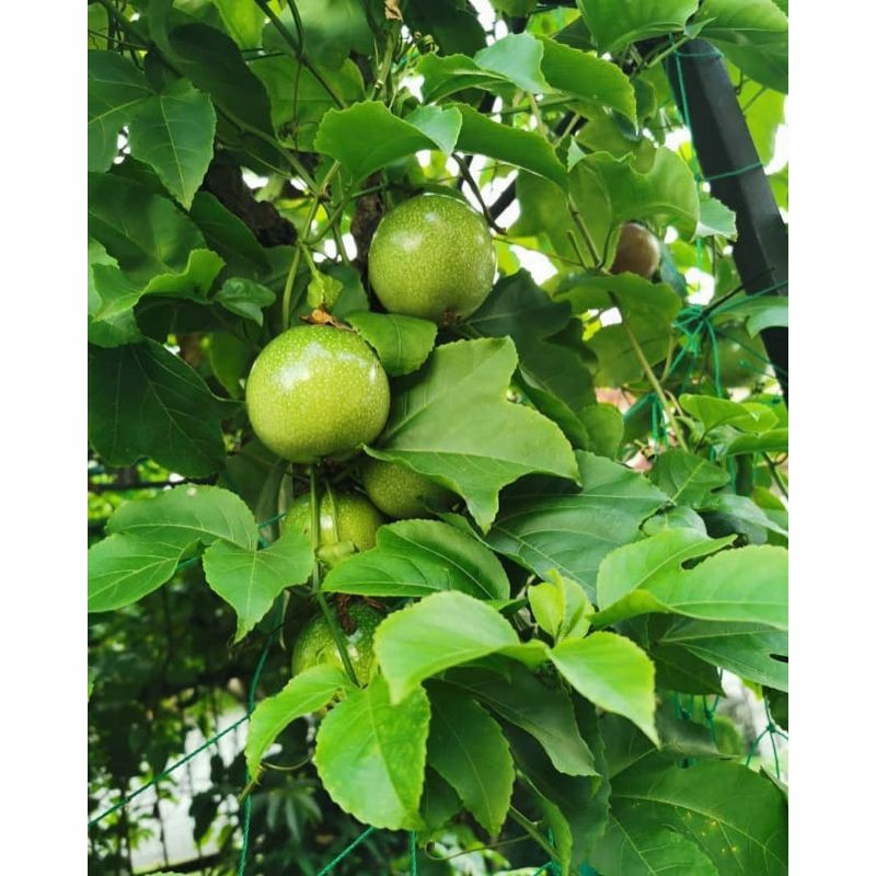 

Promo jual buah markisa kuning fresh segar 500gram