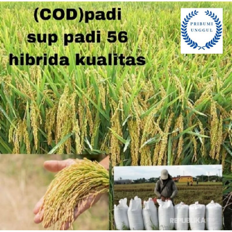 BENIH BIBIT PADI SUPPADI 56 HIBRIDA BERKUALITAS UNGGUL KEMASAN 1KG