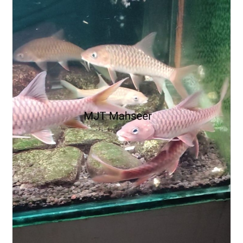 

ikan mahseer tor tambra 10-12 cm isi 4