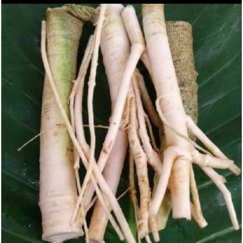 

Akar pepaya segar kemasan 500 gram herbal