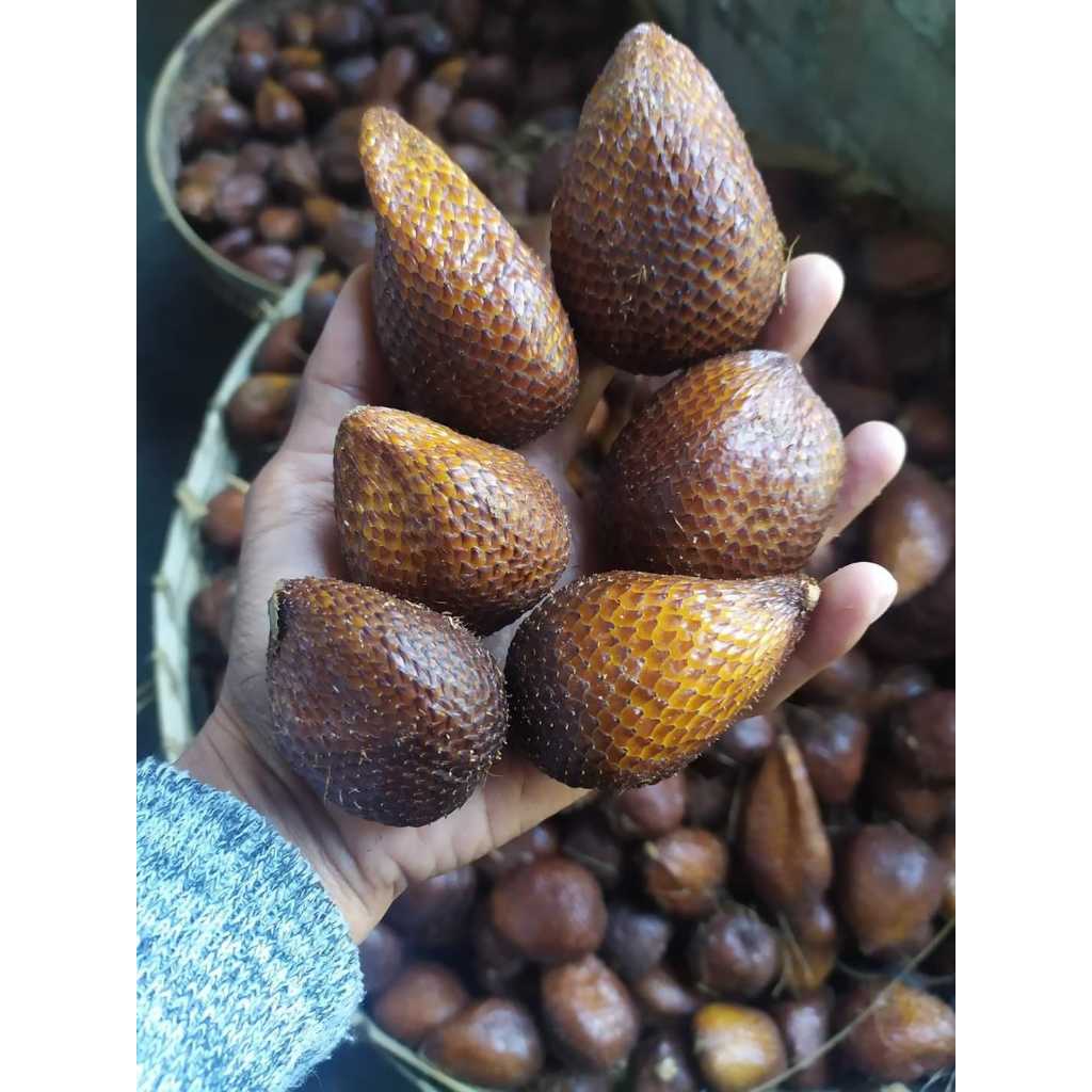 

Salak Pondoh Termurah 1Kg