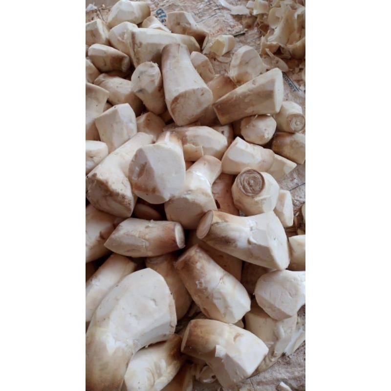 

Rebung Muda Sayur Rebung sayur Bung petung lumpia Rebung Wungkul Sayur rebung