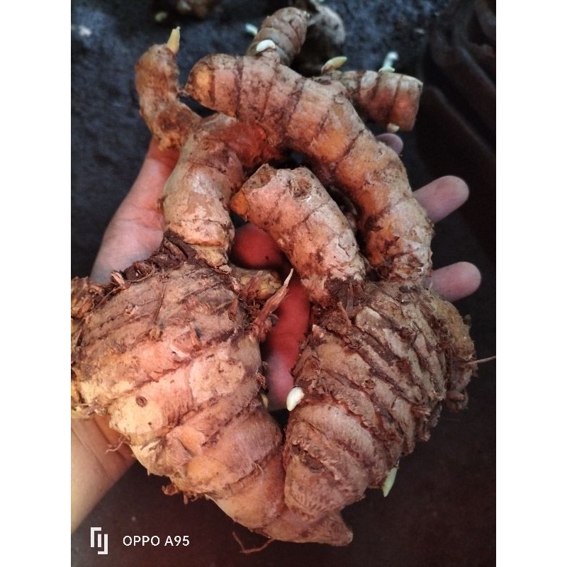 

temulawak Fress 500g/1kg