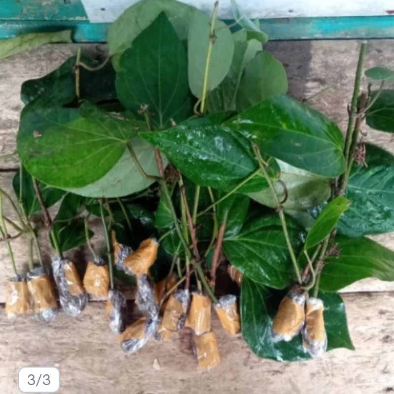 Bibit stek kemukus super berkualitas