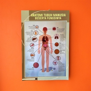 Poster Kesehatan - Poster Anatomi Tubuh Manusia Beserta Fungsinya