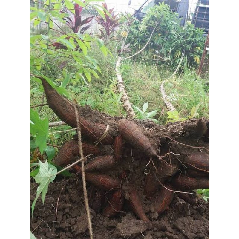 

singkong 1kg