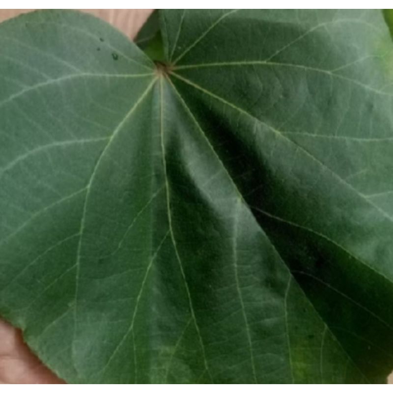 

daun waru segar segarr 100 grm