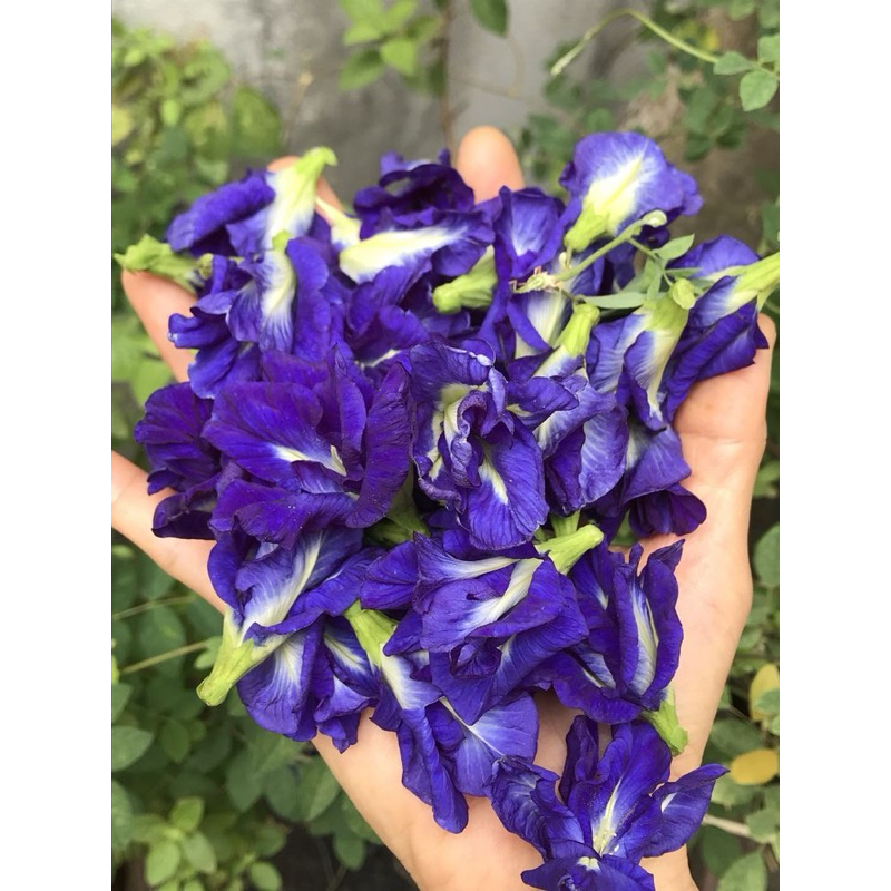 

Bunga Telang kering / Teh Telang / Butterfly Pea