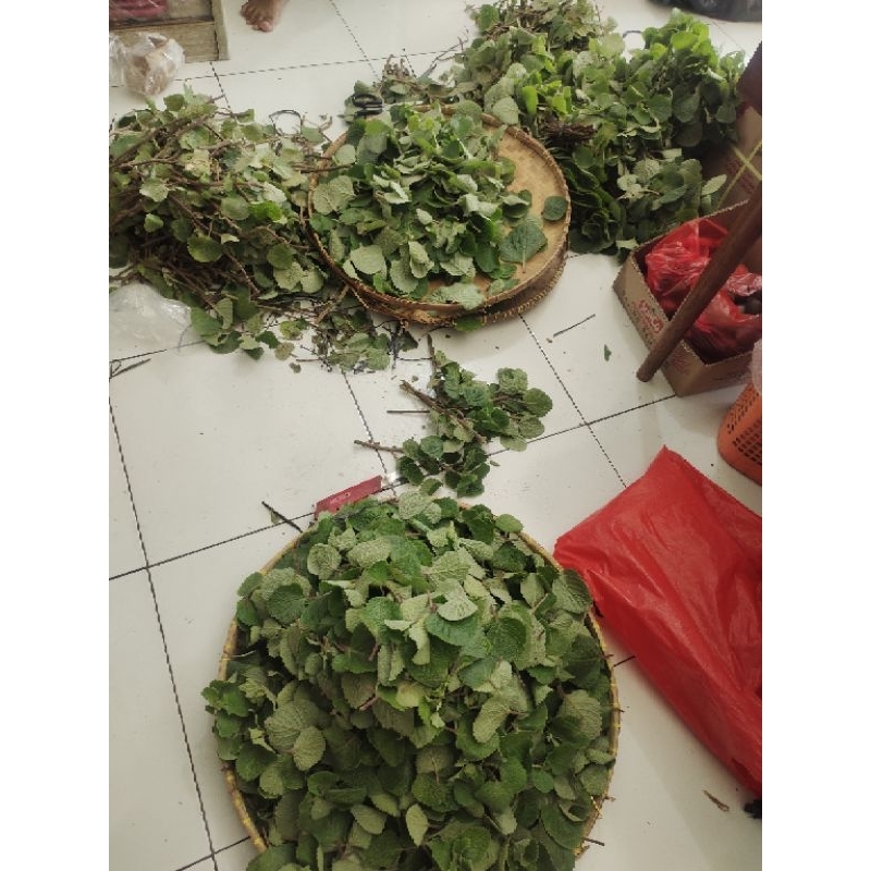 

daun bangun bangun 500gr