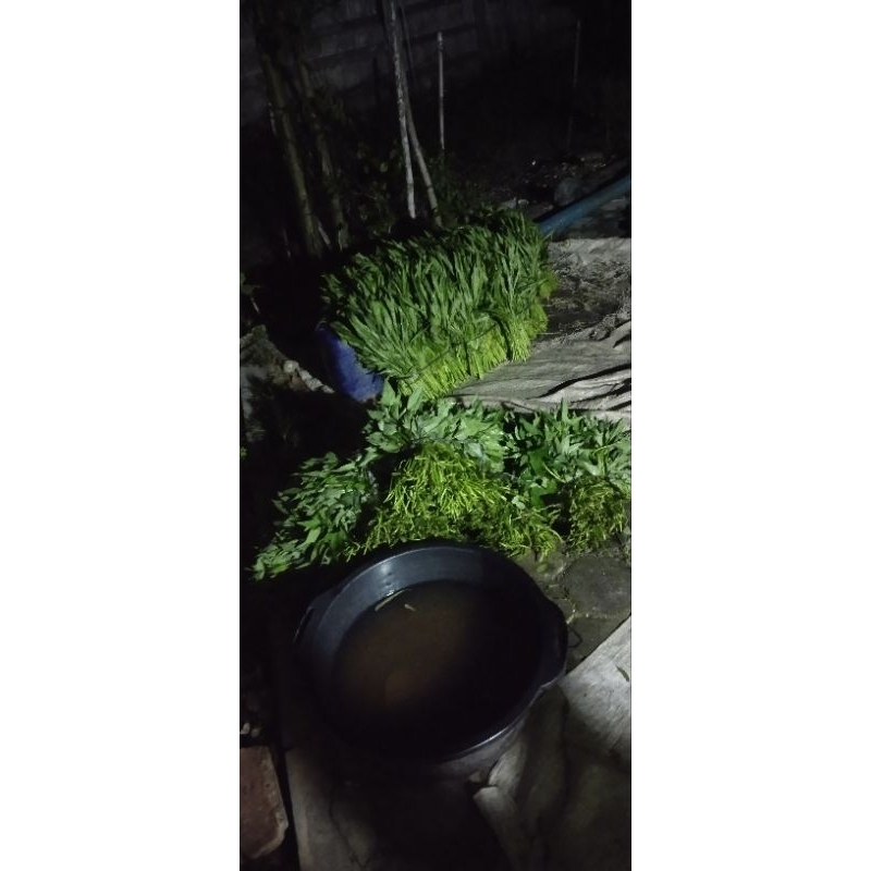 

sayuran/kangkung/dong telo masih segar petik kirim