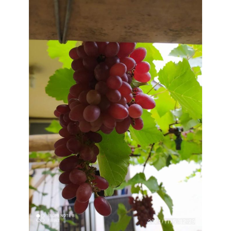 Anggur Jupiter USA rs SO4 70CM  (manis, wangi, Genjah)