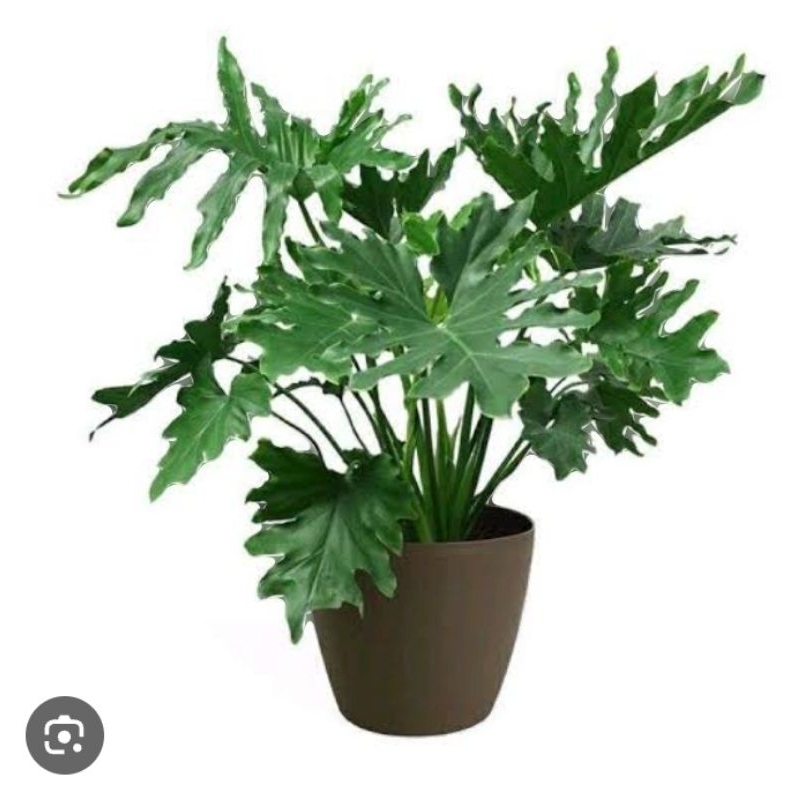 tanaman hias philo jari ukuran besar
