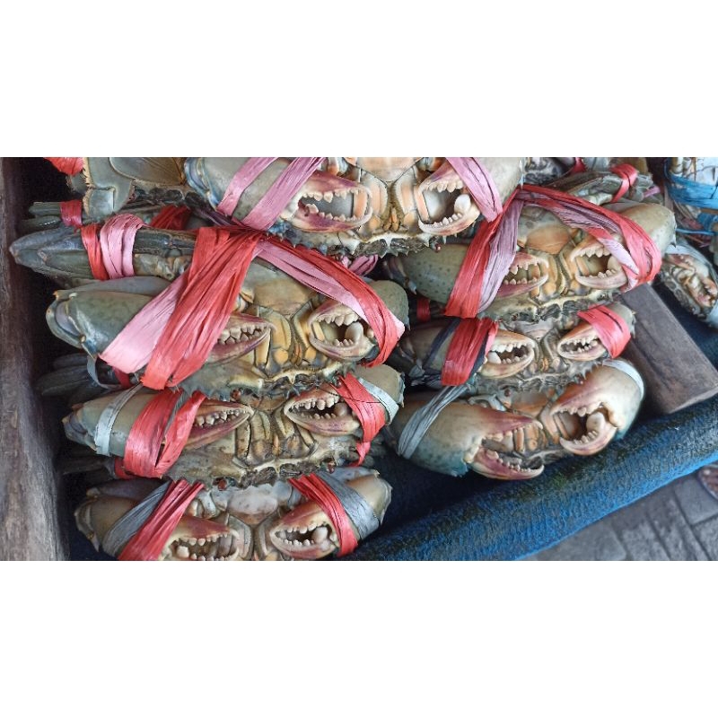 

Kepiting Hidup Super 1 kg isi 3 atau 4