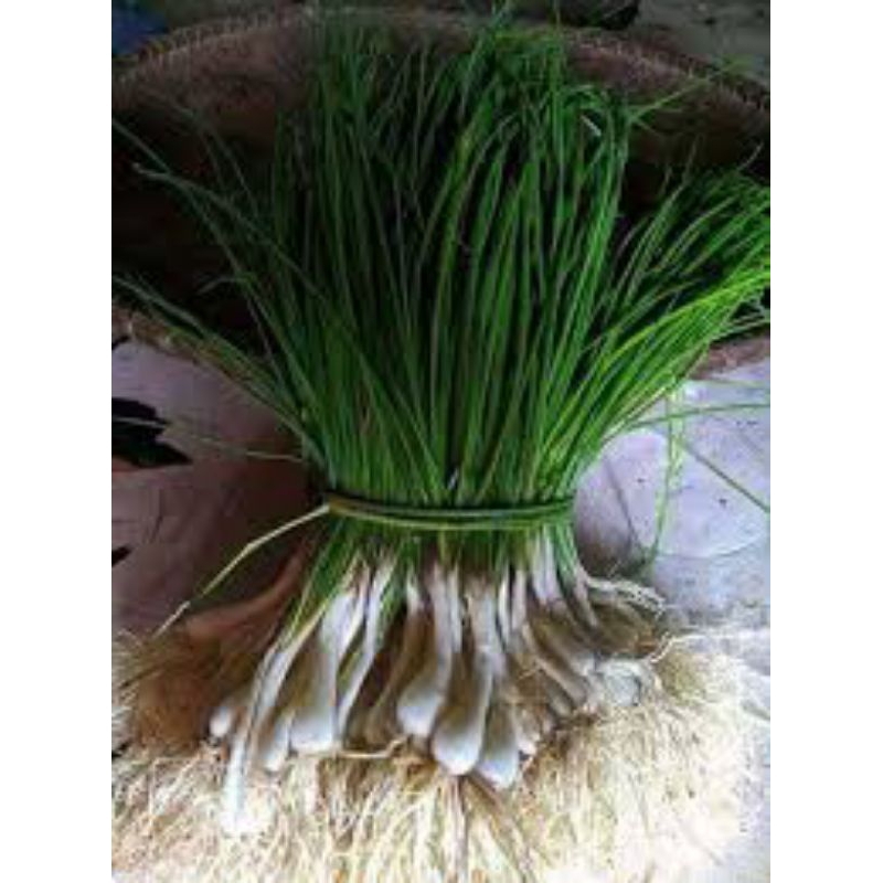

BAWANG KUNCAI BAWANG BATAK BAWANG RAMBUT KEMASAN 500 GRAM